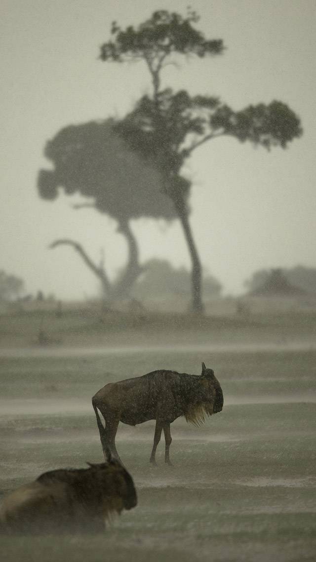 Wildlife Weather for heavy rain weather